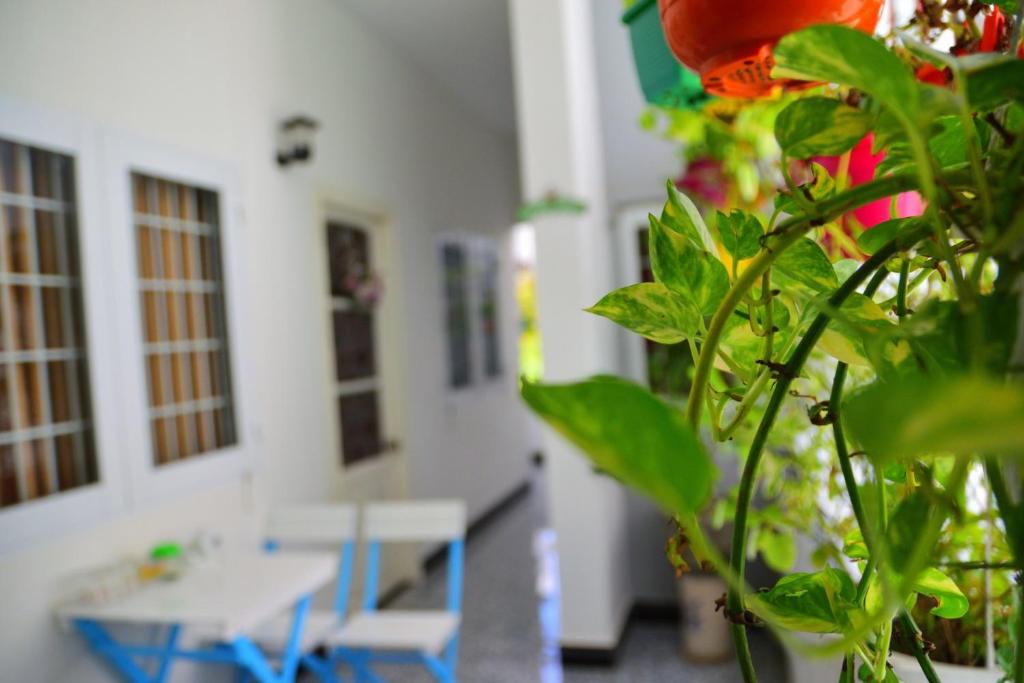 Blossom Homestay