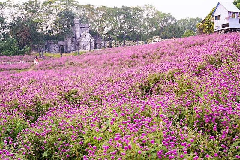 Thảo Nguyên Hoa Long Biên