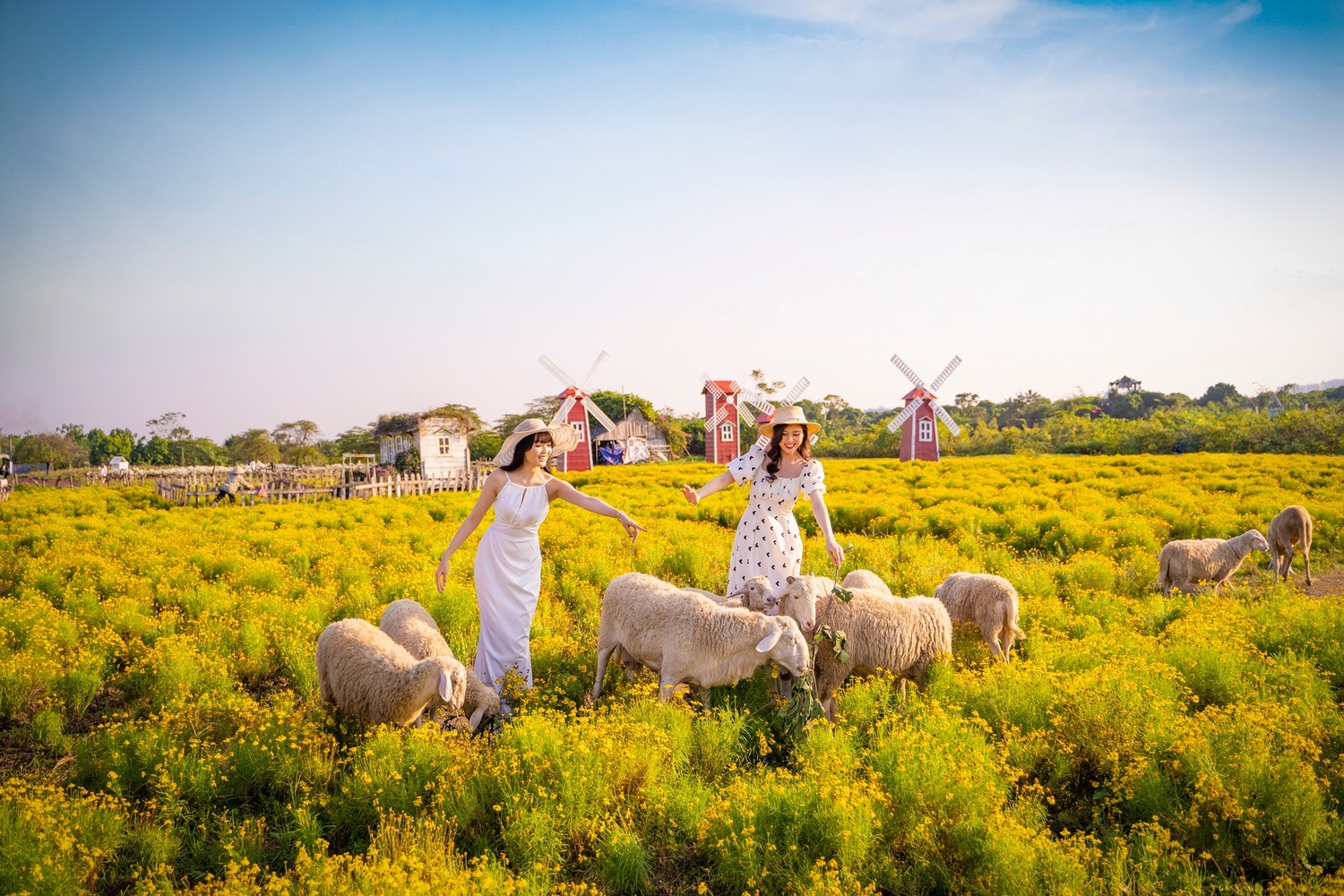 Trang trại cừu và ngựa hoang dã